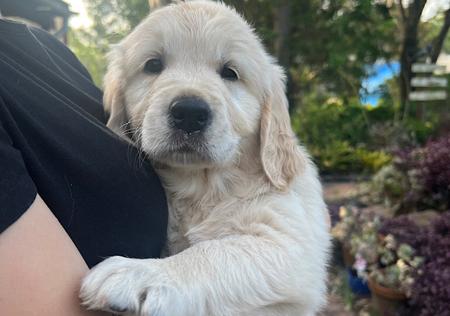 Golden Retriever for sale by OHANAGOLDENS