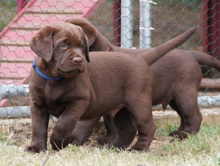Labrador Retriever for sale by ALANGLEN
