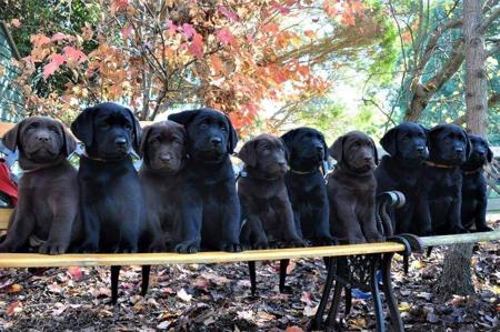 Labrador Retriever for sale by ALANGLENLABS