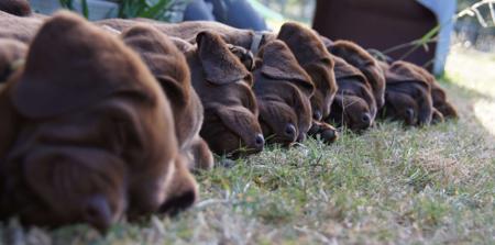 Labrador Retriever for sale by ALANGLEN