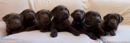 Labrador Retriever for sale by ALANGLEN