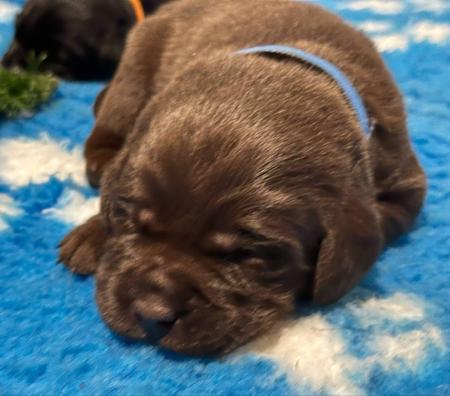 Labrador Retriever for sale by ALANGLEN