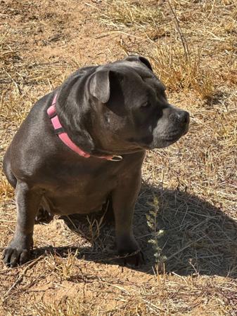Staffordshire Bull Terrier for sale by DEJABLUSTAFS