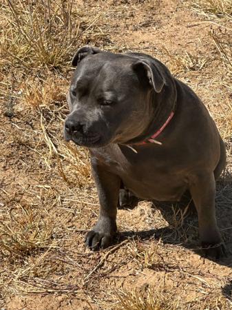 Staffordshire Bull Terrier for sale by DEJABLUSTAFS