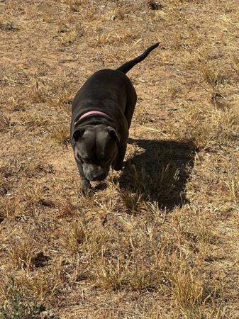 Staffordshire Bull Terrier for sale by DEJABLUSTAFS