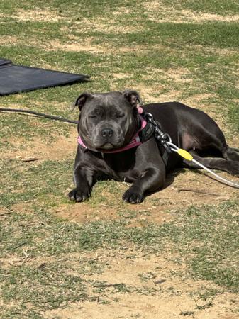 Staffordshire Bull Terrier for sale by DEJABLUSTAFS