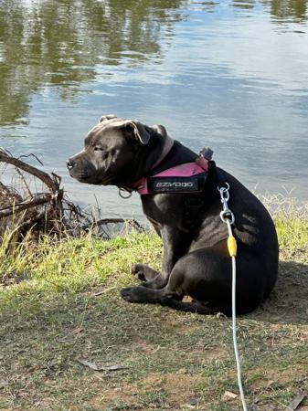 Staffordshire Bull Terrier for sale by DEJABLUSTAFS