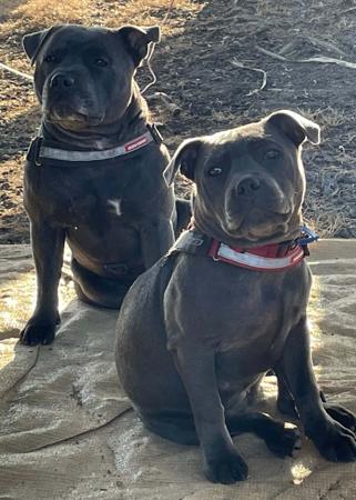 Staffordshire Bull Terrier for sale by DEJABLUSTAFS