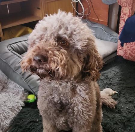 Lagotto Romagnolo for sale by XCERRI