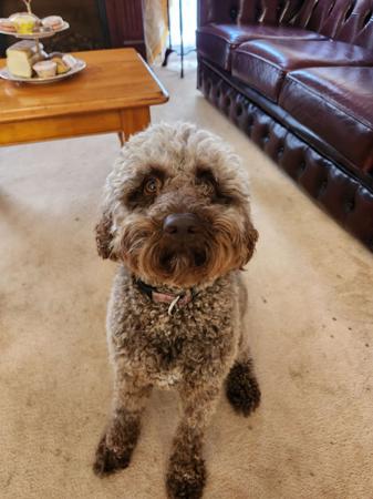 Lagotto Romagnolo for sale by XCERRI