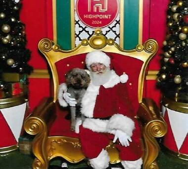 Lagotto Romagnolo for sale by XCERRI