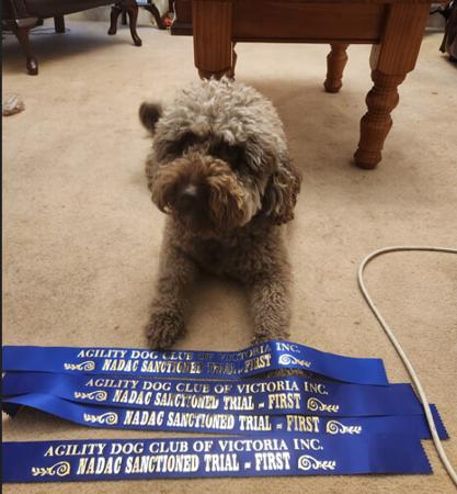 Lagotto Romagnolo for sale by XCERRI