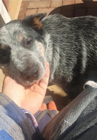 Australian Cattle Dog for sale by SUPERSTARPUP