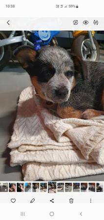 Australian Cattle Dog for sale by SUPERSTARPUP