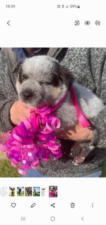 Australian Cattle Dog for sale by SUPERSTARPUP