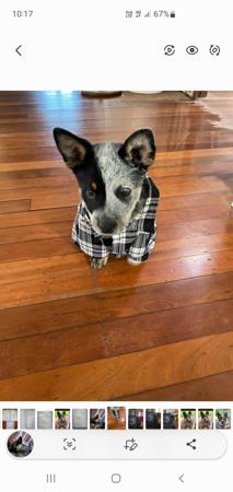 Australian Cattle Dog for sale by SUPERSTARPUP