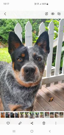 Australian Cattle Dog for sale by SUPERSTARPUPS