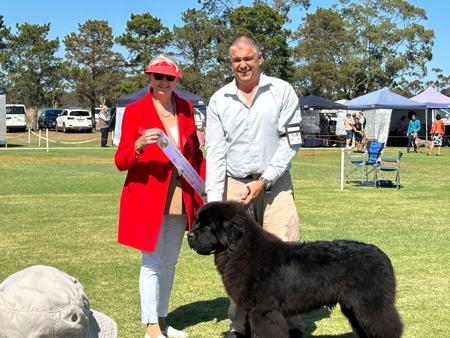 Newfoundland for sale by SHADOZE