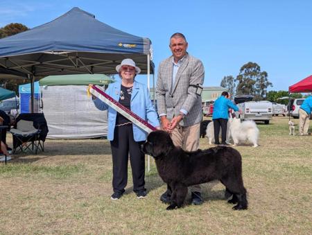 Newfoundland for sale by SHADOZE