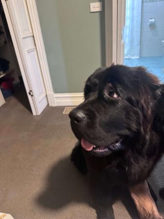 Newfoundland for sale by SHADOZE