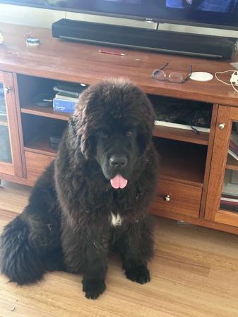 Newfoundland for sale by SHADOZE