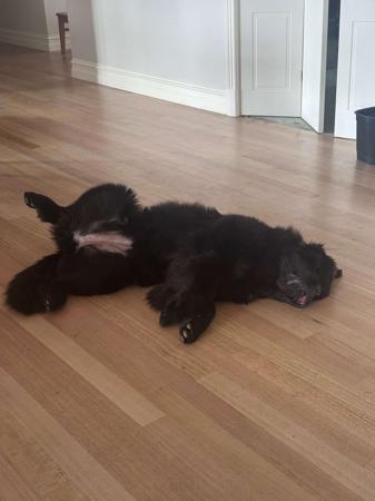 Newfoundland for sale by SHADOZE