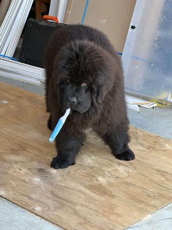 Newfoundland for sale by SHADOZE