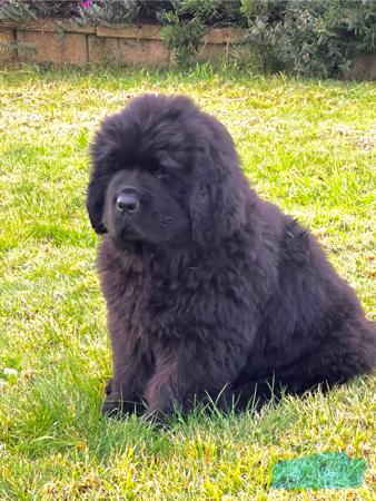 Newfoundland for sale by SHADOZE