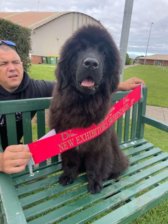 Newfoundland for sale by SHADOZE