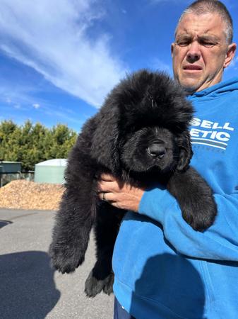Newfoundland for sale by SHADOZE