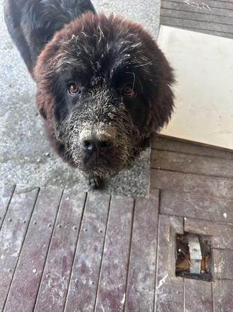 Newfoundland for sale by SHADOZE