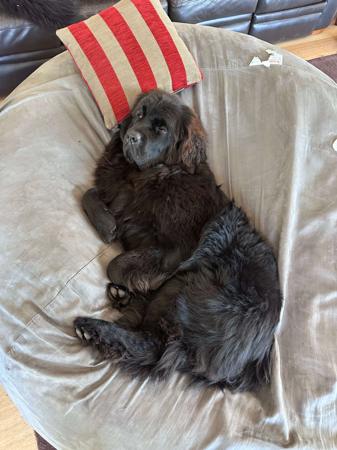 Newfoundland for sale by SHADOZE