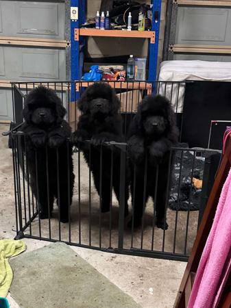 Newfoundland for sale by SHADOZE