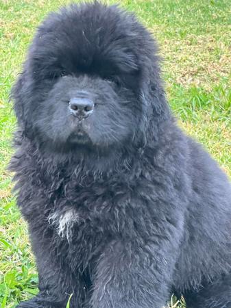 Newfoundland for sale by SHADOZE