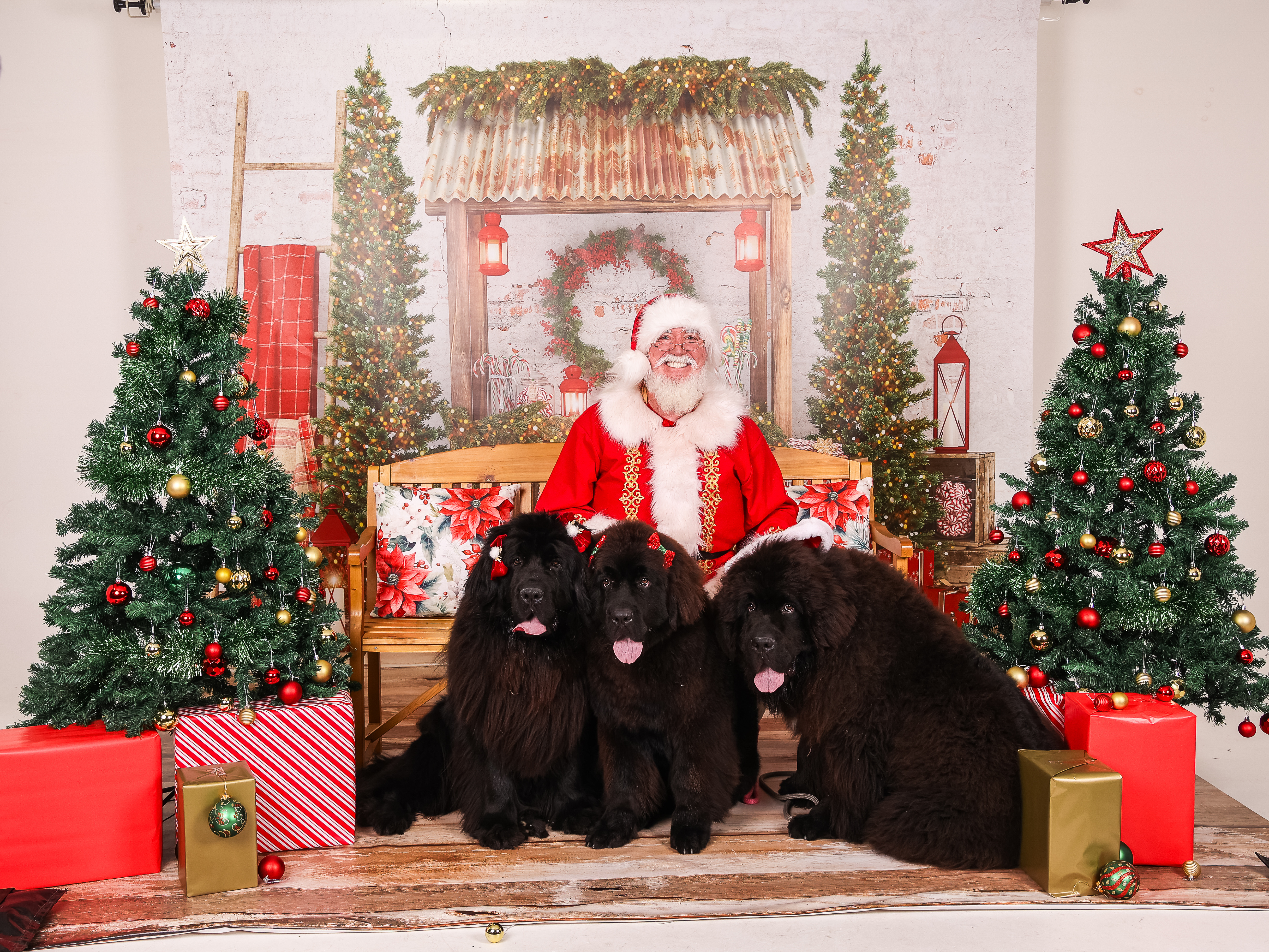 Newfoundland for sale by SHADOZE