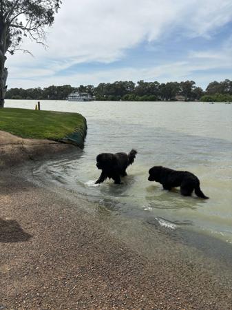 Newfoundland for sale by SHADOZE