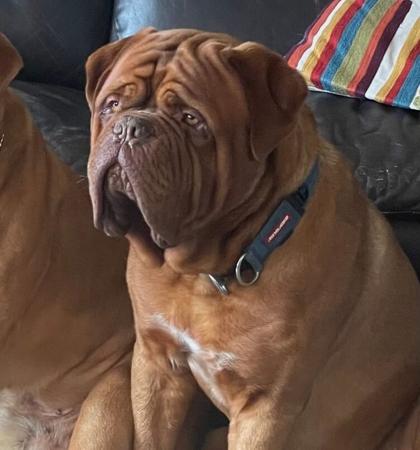 Dogue de Bordeaux for sale by ALMASTEM