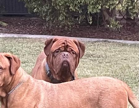 Dogue de Bordeaux for sale by ALMASTEM