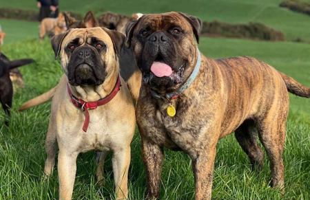 Dogue de Bordeaux for sale by ALMASTEM