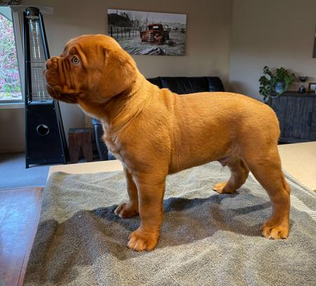 Dogue de Bordeaux for sale by ALMASTEM