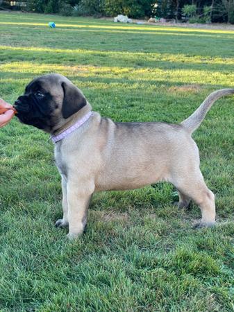 Dogue de Bordeaux for sale by ALMASTEM