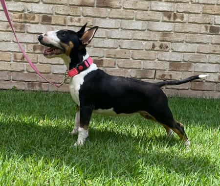Bull Terrier for sale by ALMASTEM