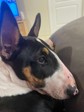 Bull Terrier for sale by ALMASTEM