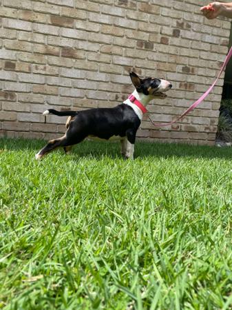 Bull Terrier for sale by ALMASTEM