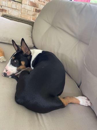 Bull Terrier for sale by ALMASTEM