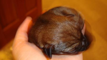 Border Terrier for sale by VEERIDGE