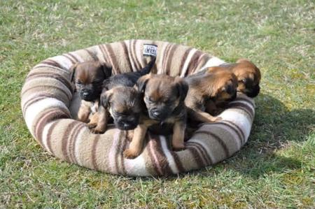 Border Terrier for sale by VEERIDGE