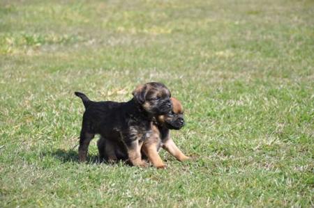 Border Terrier for sale by KIRSTIEC