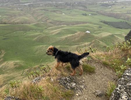 Border Terrier for sale by VEERIDGE