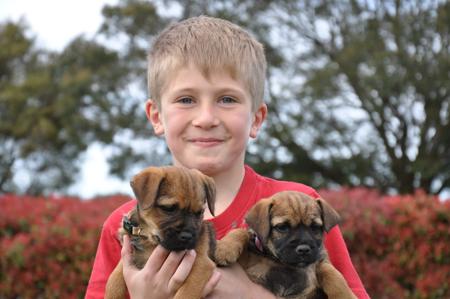 Border Terrier for sale by VEERIDGE